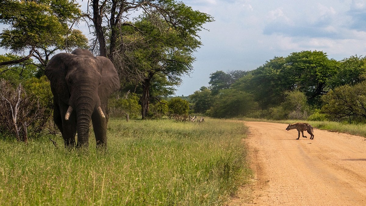 Zimbabve, 200 fili kesip etini halka dağıtacak