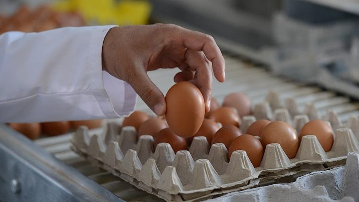 Yumurtaların üzerindeki o ifadeler kalkıyor! Bundan sonra öyle satılacak...