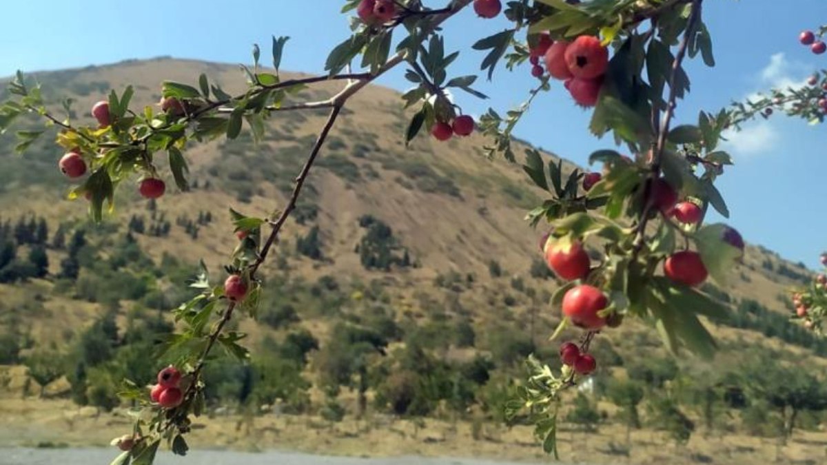 Kayseri'de Ali Dağı'nda sonbahar renkleri