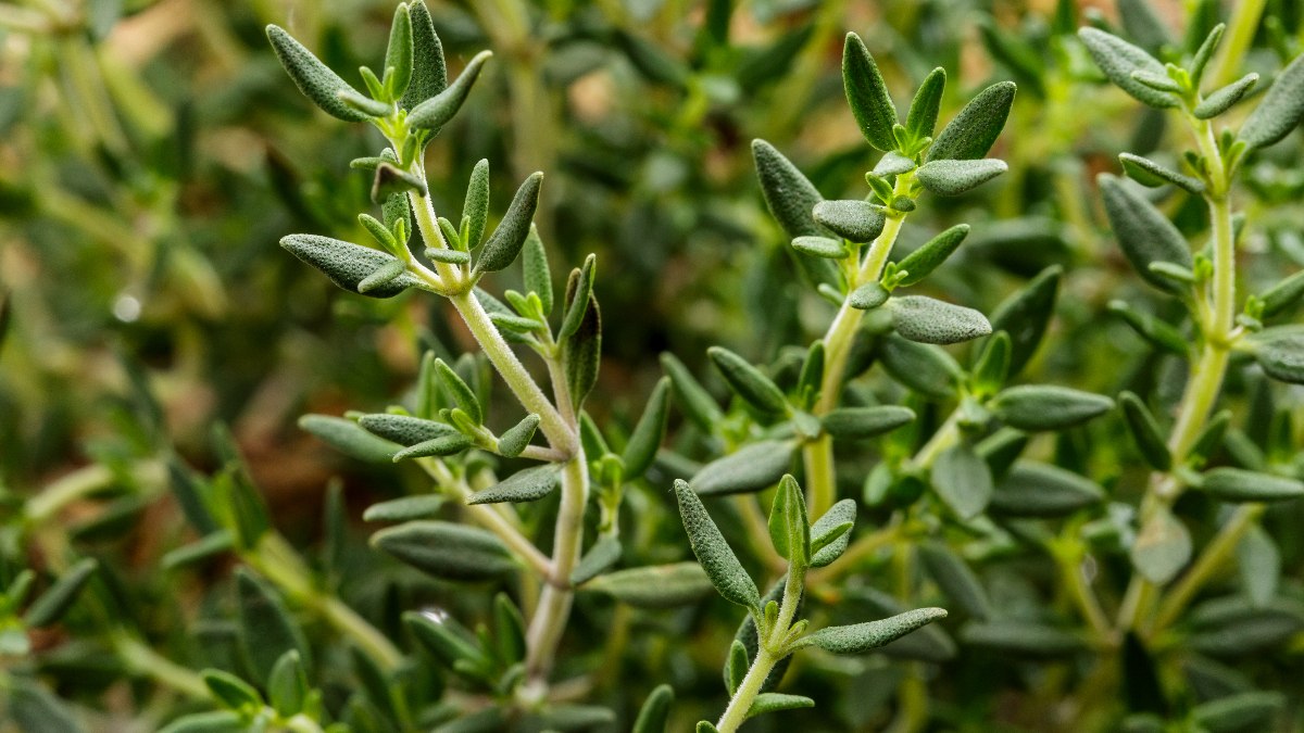 Limon ve sarımsaktan daha etkili: Yemeklere bir tutam ekleyin...