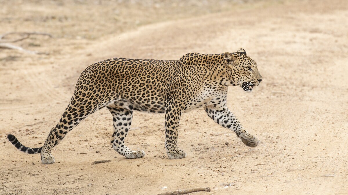 Hindistan'da leopar küçük çocuğu parçaladı