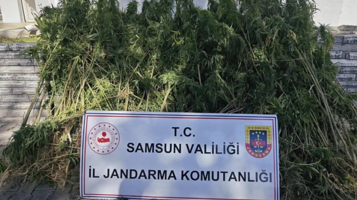 Samsun'da jandarma 728 kök kenevir bitkisi ele geçirdi