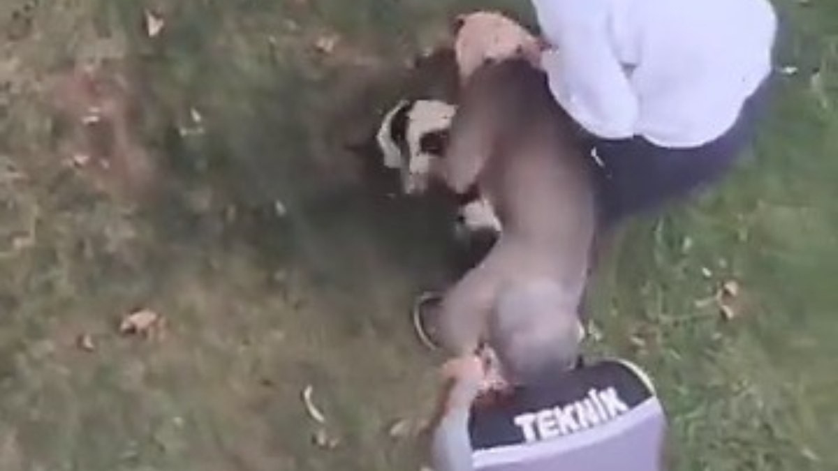 Ağızlıksız gezdirilen pitbull cinsi köpek, kediyi parçaladı!