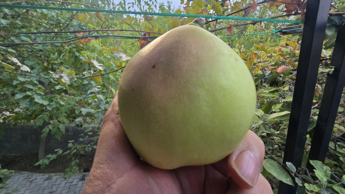 Armut sandı, elma çıktı! Gözlerine inanamadı