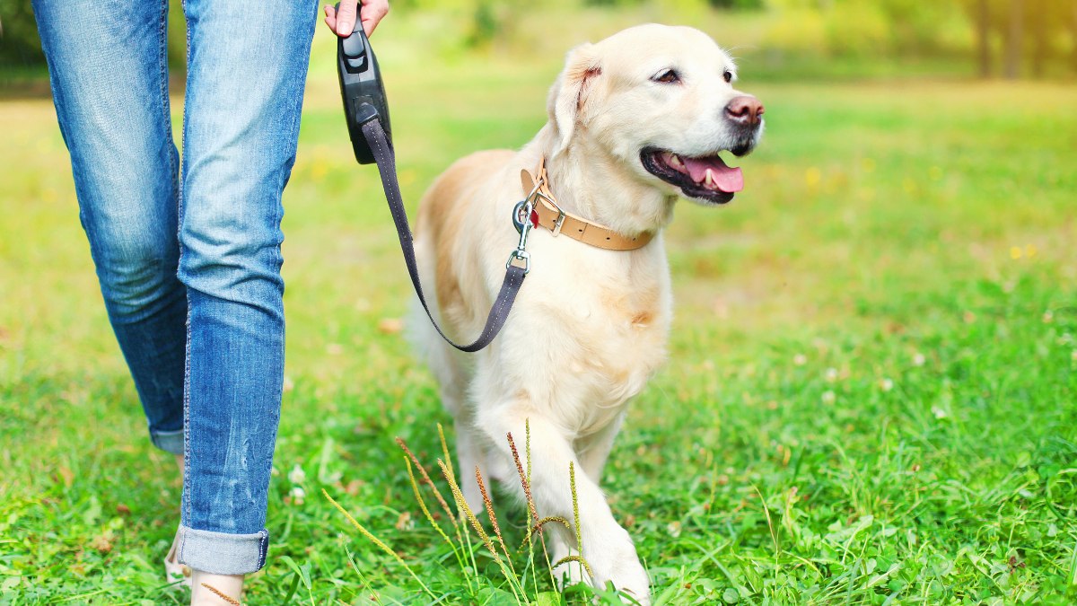 Alınan tüm vergileri unutun! O ülkede köpek sahibi olan vergi ödüyor...