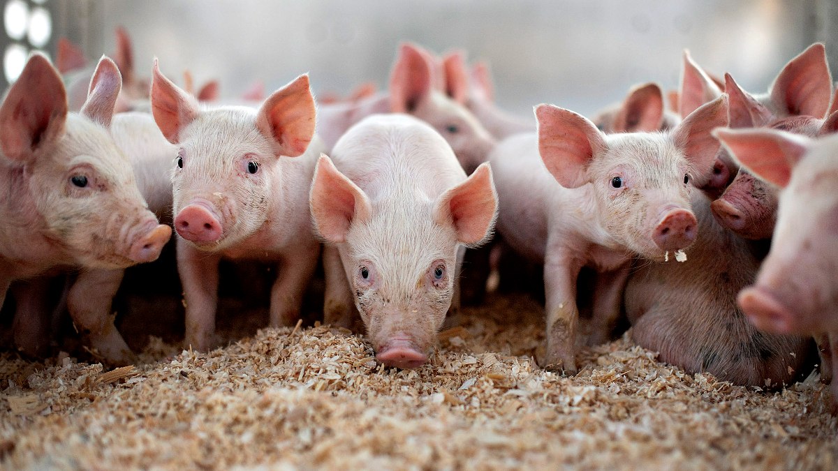 Domuz eti haram mı, mekruh mu? Domuz eti neden yasaklanmıştır?