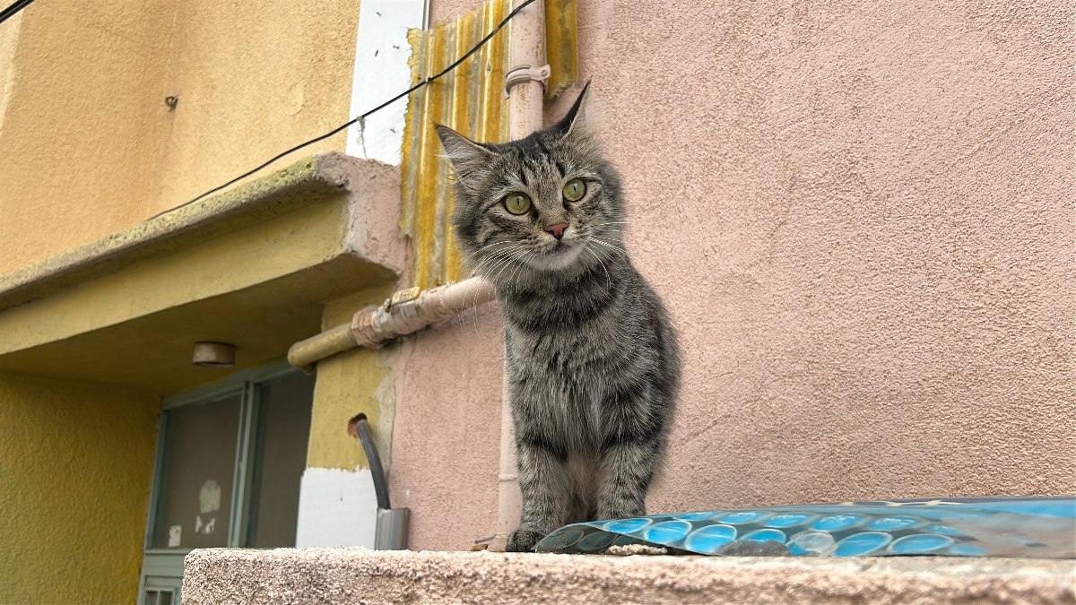 Sivas'ta kedi yüzünden baba ve oğluna ateş açtı