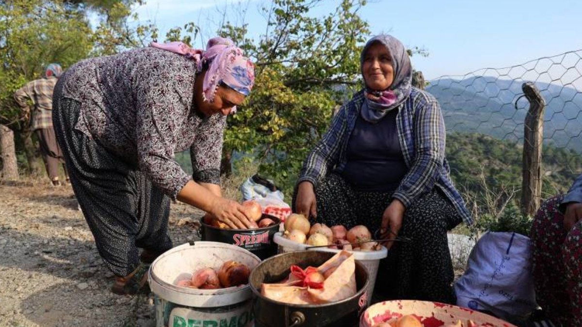 Tescilli meyvenin hasadı başladı! Tam bir gripsavar; kilosu 20 TL’den satılıyor