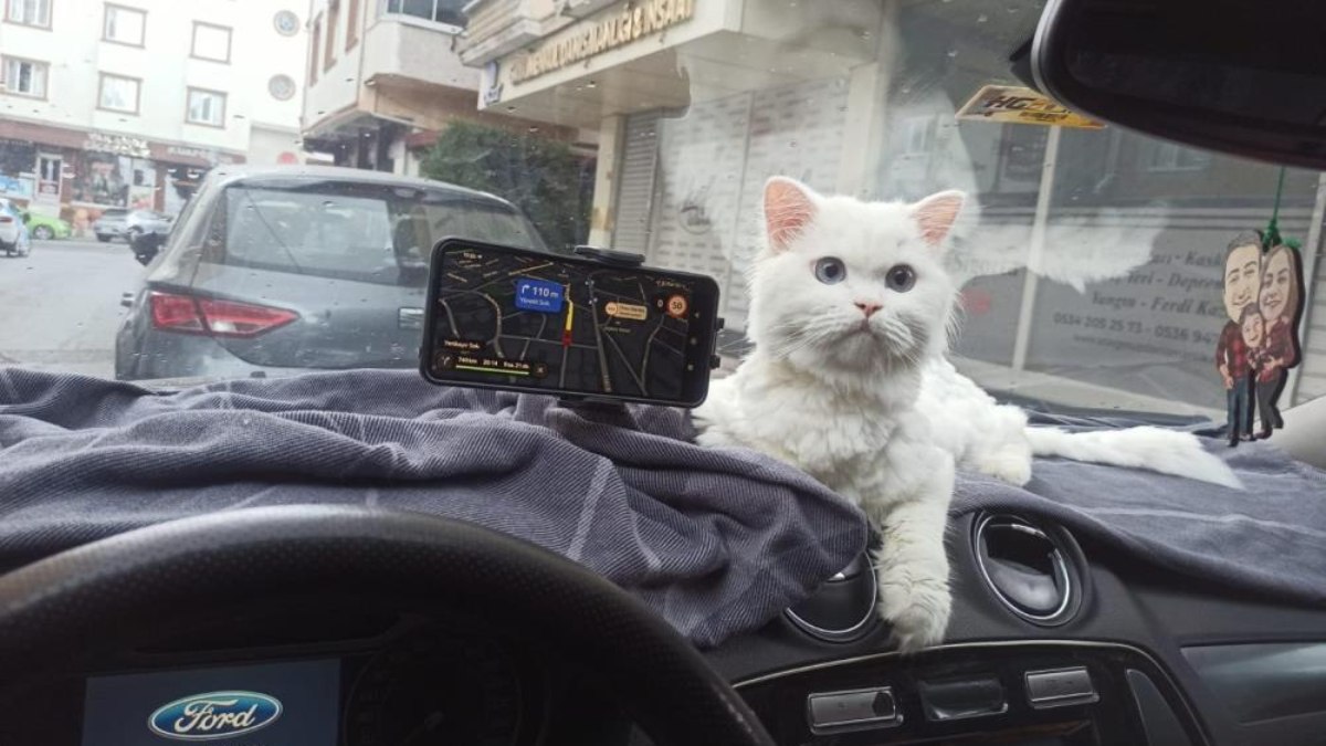 Arnavutköy’de kapısı 10 saniye açık unutulan binadaki kedi çalındı