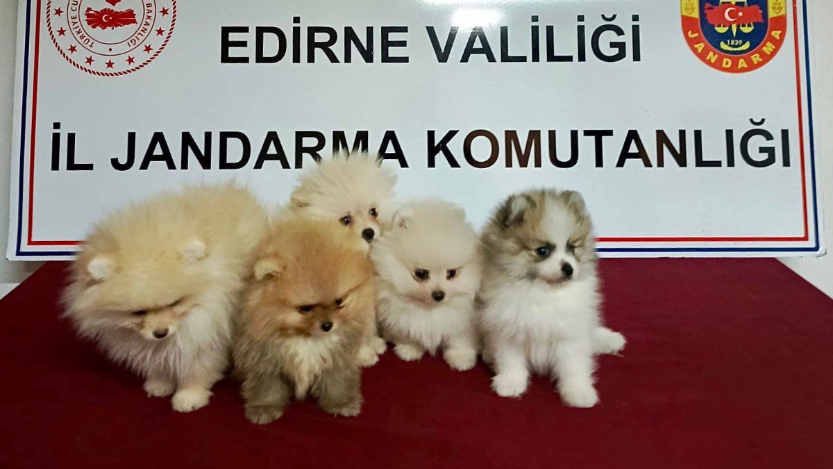 Edirne'de şüpheli araçtan cins köpekler çıktı