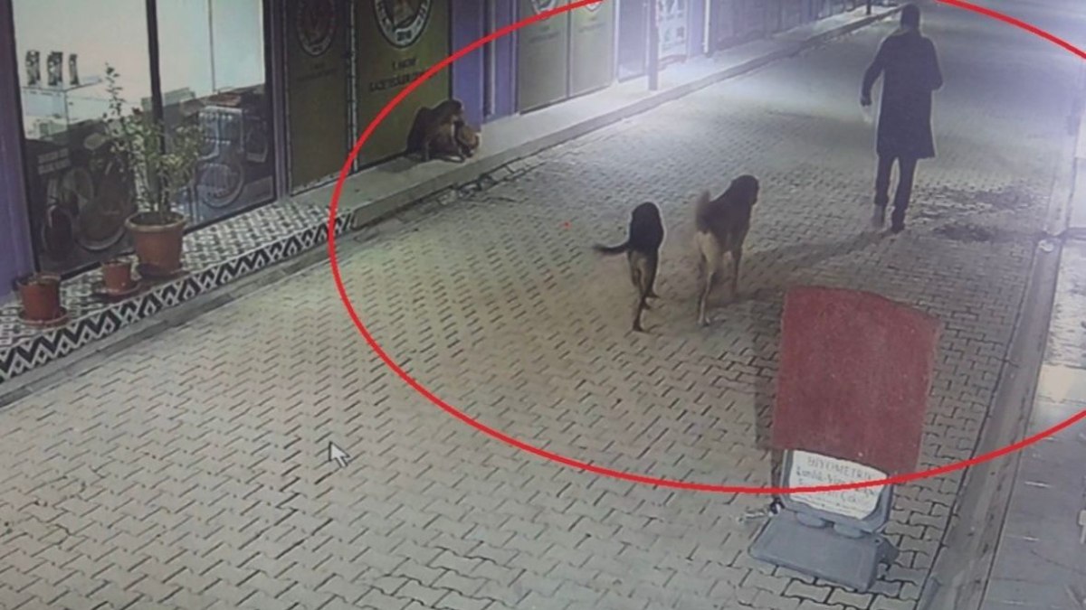 Hatay'da kedileri sokak köpeklerine parçalattı