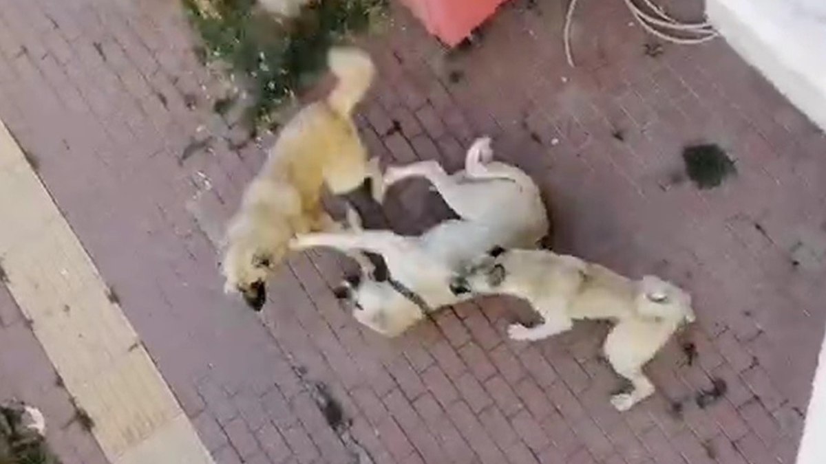 Bilecik'te sahipsiz köpek korkusundan sokağa çıkılamıyor