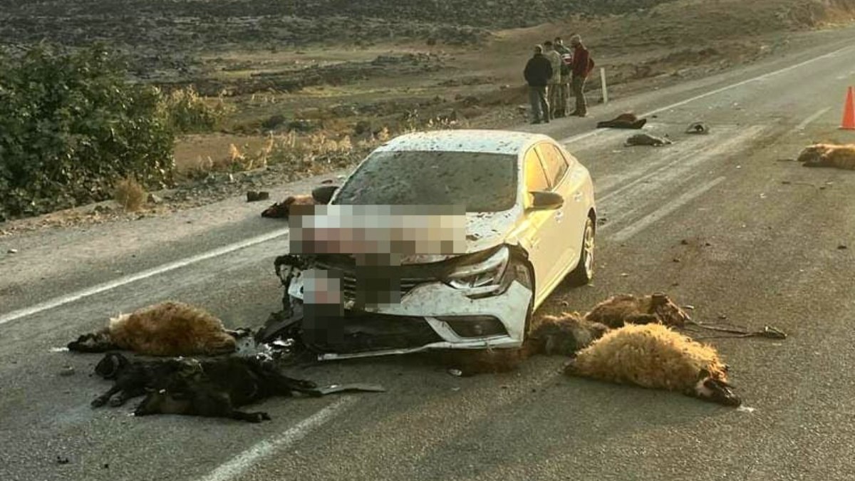 Hatay'da küçükbaş hayvan sürüsüne otomobil çarptı: 17 hayvan telef oldu