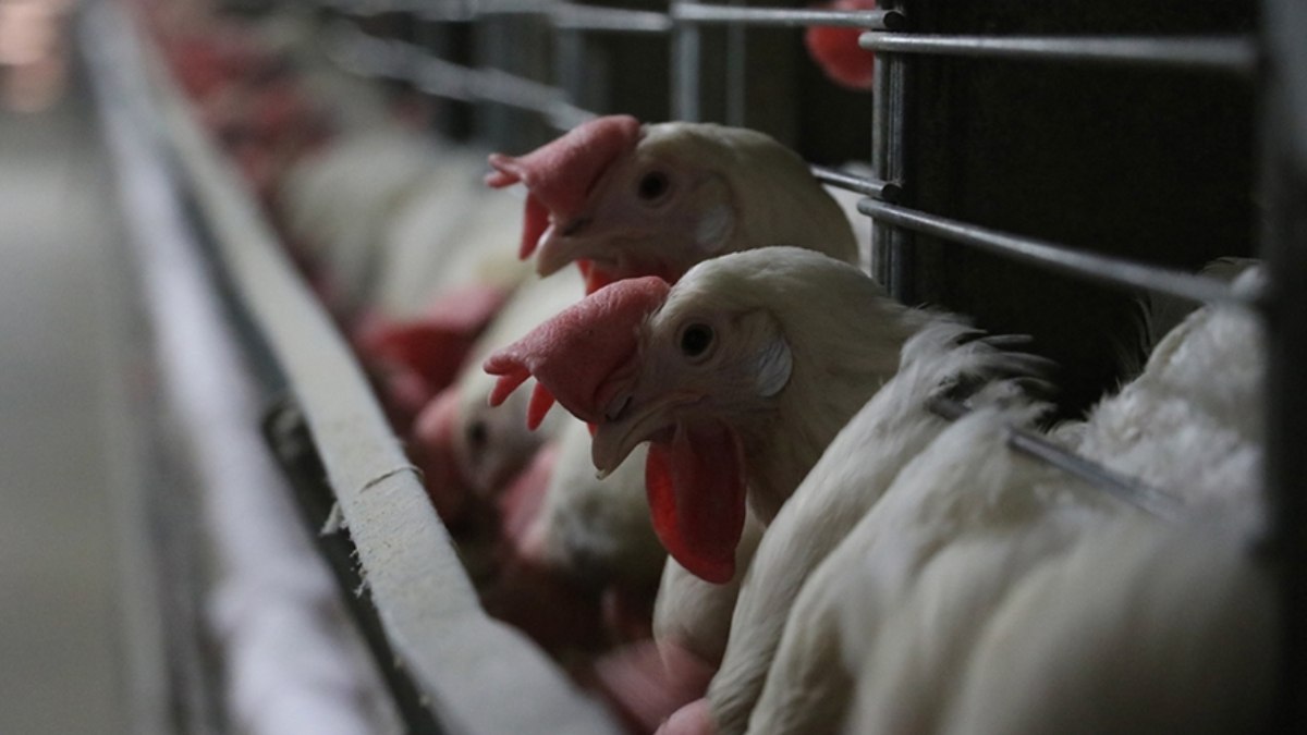 Tarım Bakanlığı'ndan kuş gribi açıklaması: Tüm tedbirler alındı