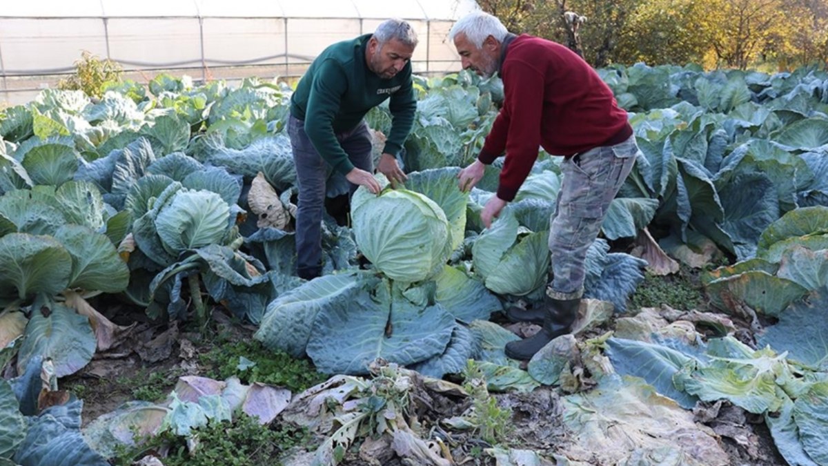 Karabük'te Eskipazar lahanasından 1.300 ton rekolte bekleniyor