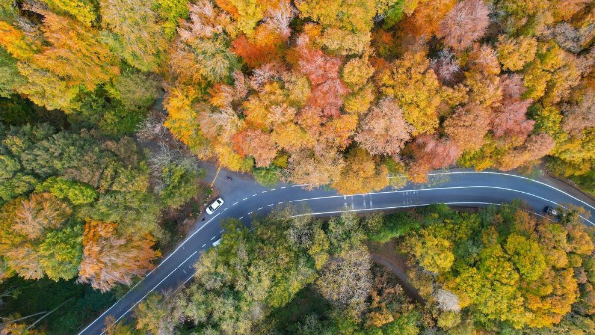 Belgrad Ormanı sonbahar renklerine büründü