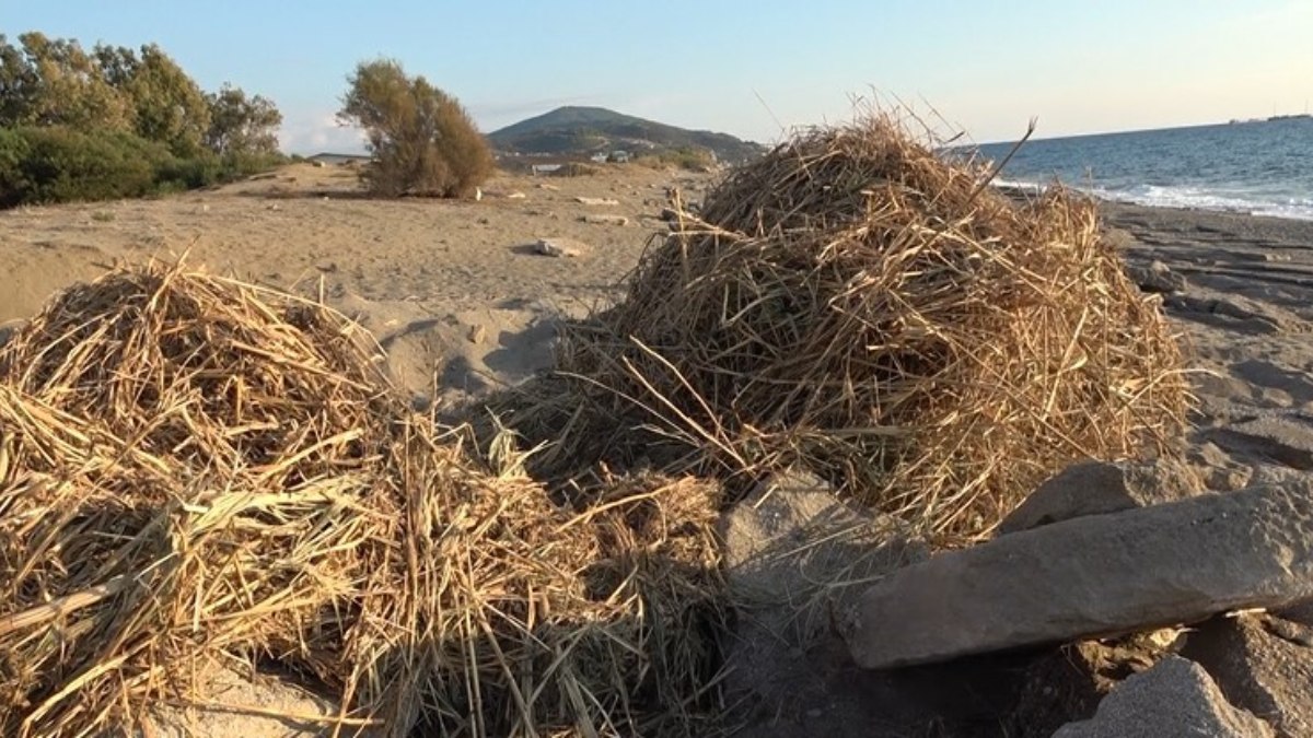 Antalya'da sahildeki kum zambaklarına iş makineli tahribat