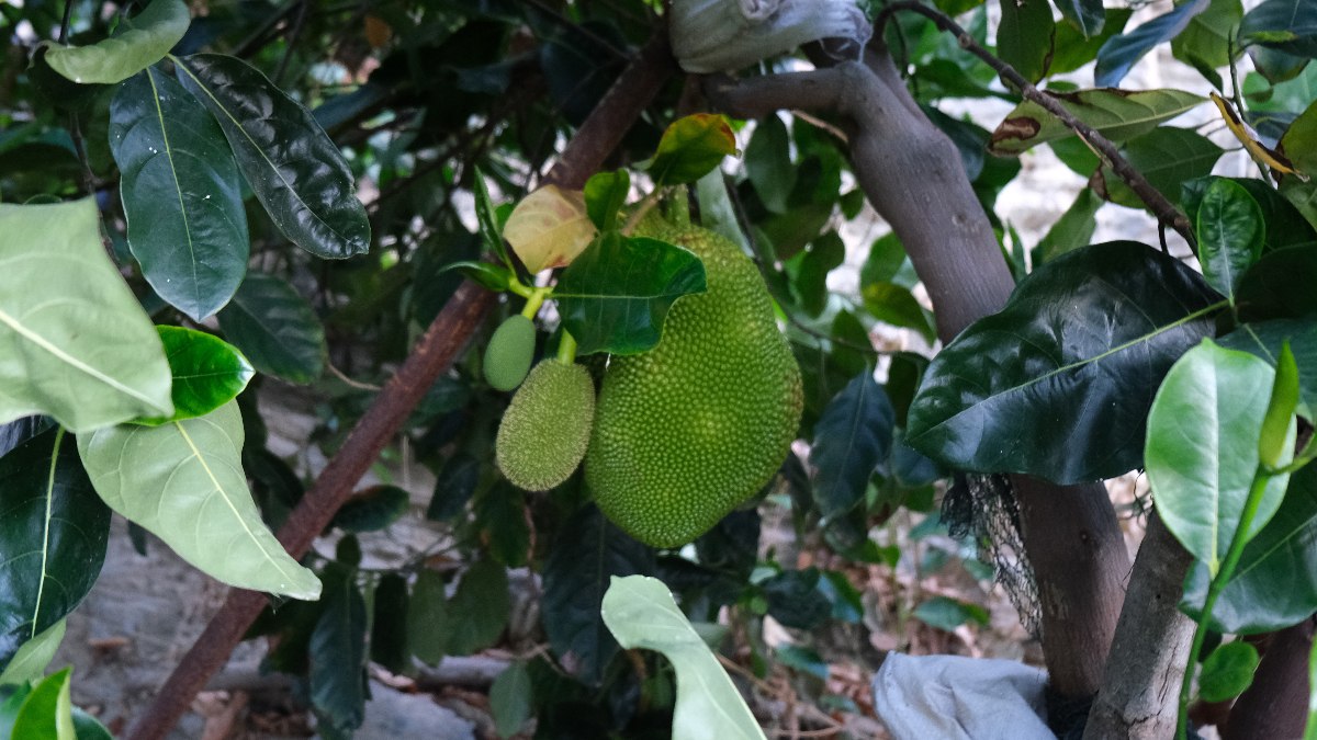 Antalya'da Vietnam'dan getirttiği jackfruit meyvesini Türkiye'de yetiştirmeyi başardı