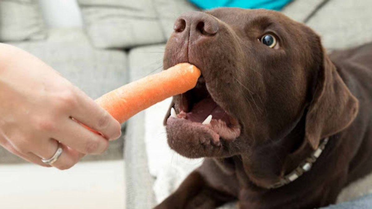 Köpekler için zararlı olan besinler nelerdir? Köpeklerin asla yememesi gereken yiyecekler!