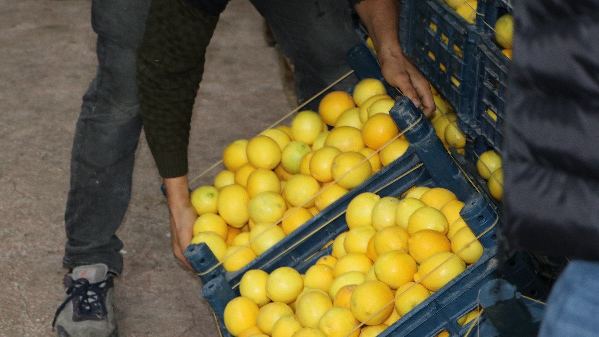 Markette satılan limon, halden 10 kat pahalı