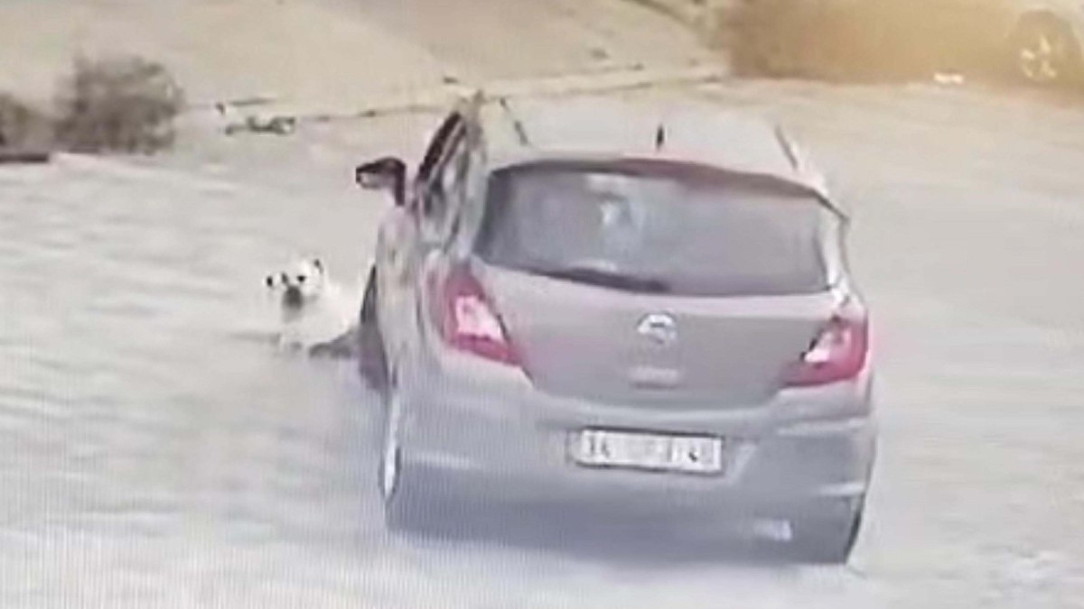 Muğla'da yatan köpeği ezen sürücü gözaltına alındı