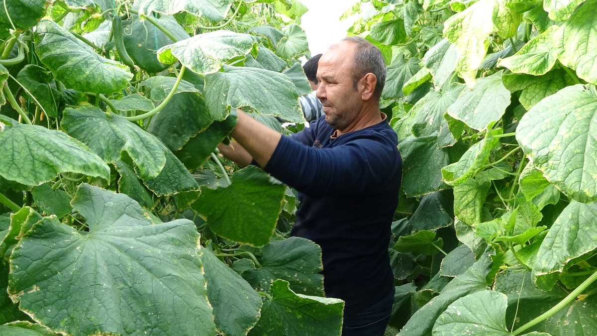 Mersin’de salatalık hasadı üreticisinin yüzünü güldürdü