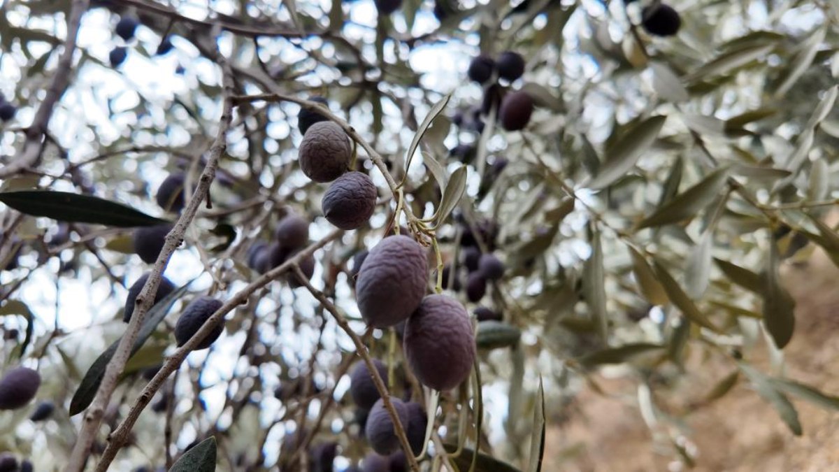 Aydın'da günlük 3 bin liraya çalışacak zeytin işçisi bulunamıyor