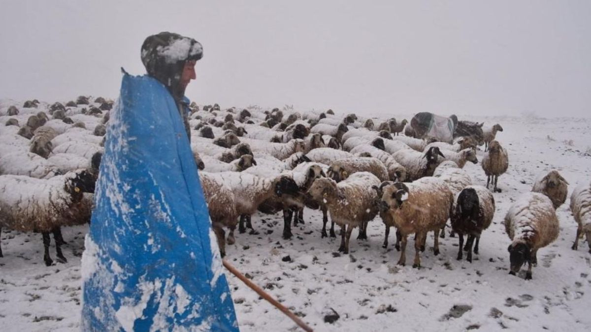 Erzincan'da koyun sürüsü tipiye yakalandı