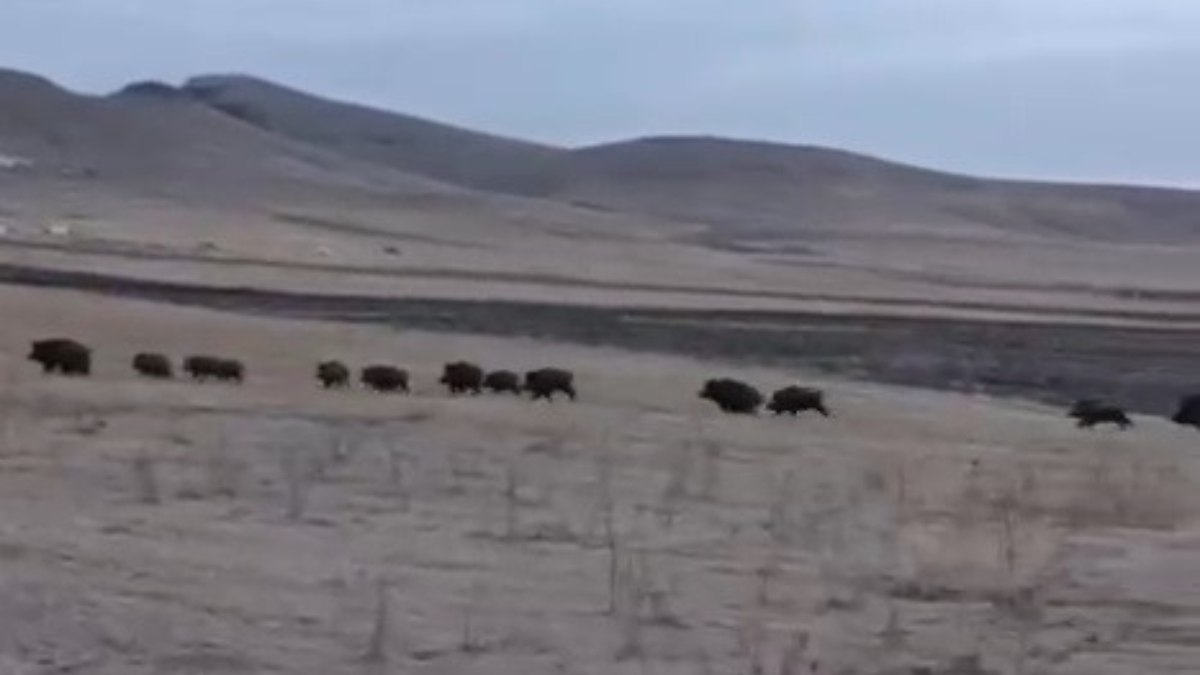 Kars'ta domuz sürüsü kayda alındı