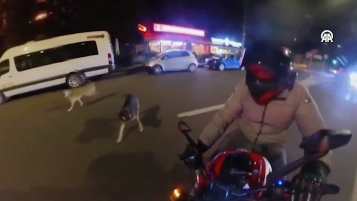 İstanbul'da sokak köpeklerinin motosikletliye saldırı anı