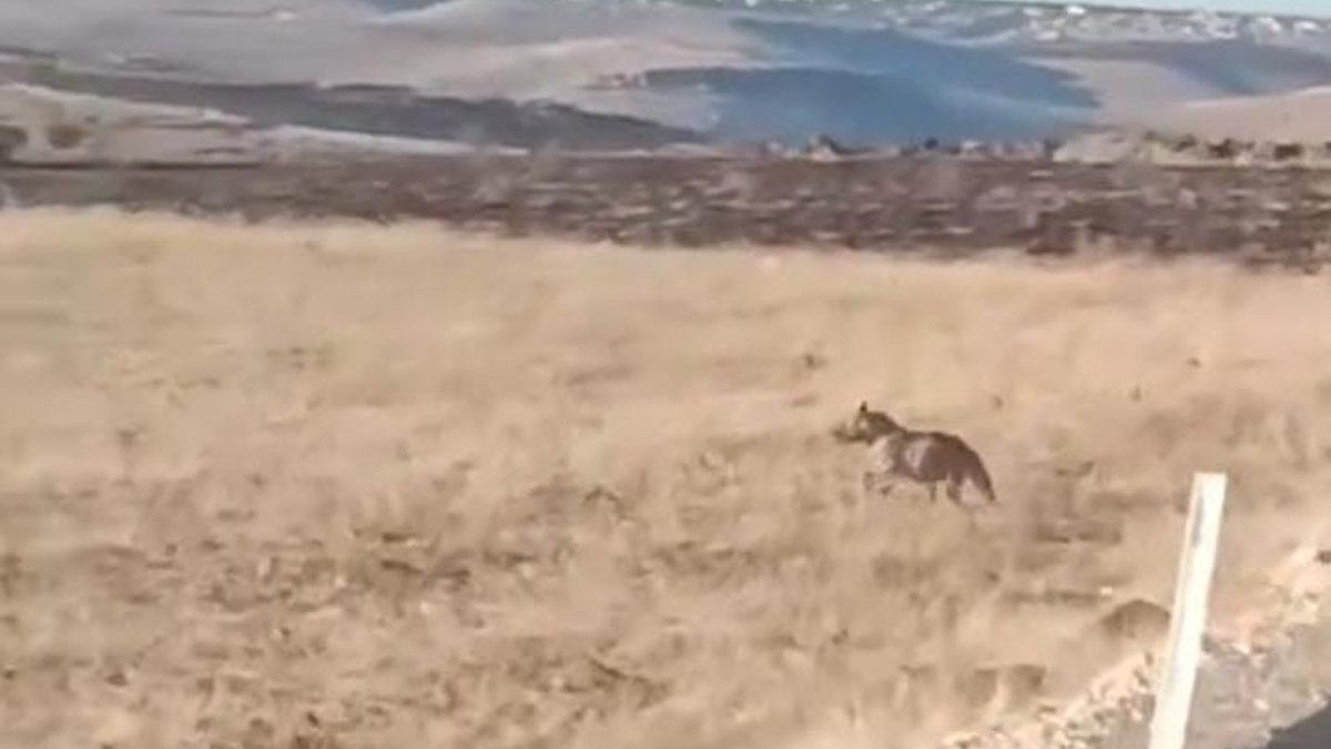 Şanlıurfa'da Anadolu sırtlanı ile yaralı çakal kameralara yansıdı