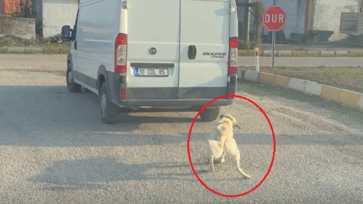 Balıkesir'de bir sürücü köpeği arabaya bağlayıp koşturdu