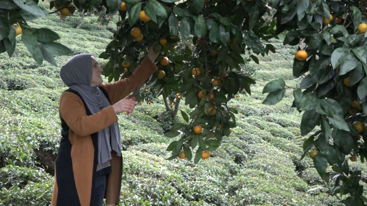 Rize'de kemençe eşliğinde mandalina topladılar