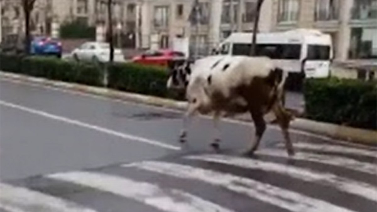 İstanbul Esenyurt'ta başıboş inek trafiği birbirine kattı