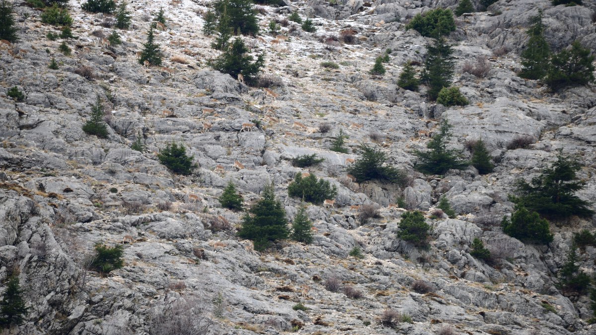 Tarım ve Orman Bakanlığı'ndan ödüllü soru: Fotoğrafta kaç keçi var