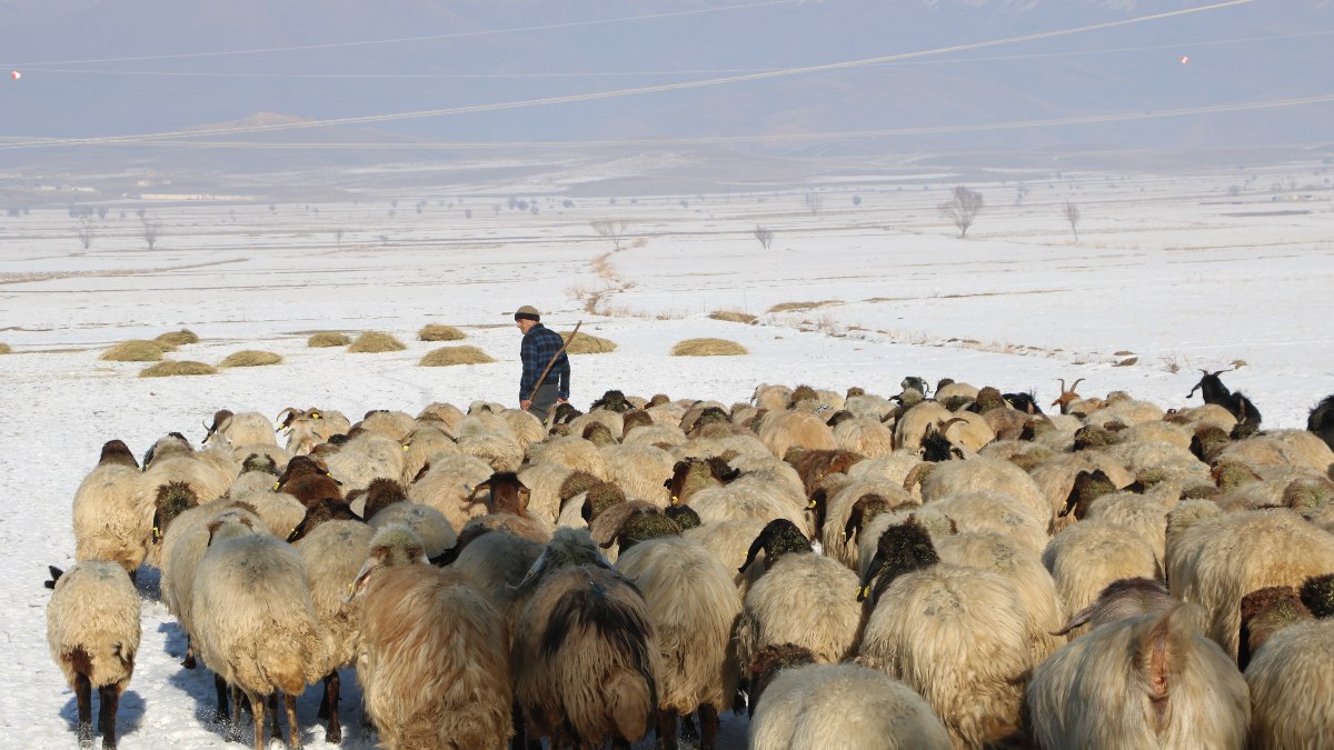 Hakkari'de besicilerin zorlu kış mücadelesi