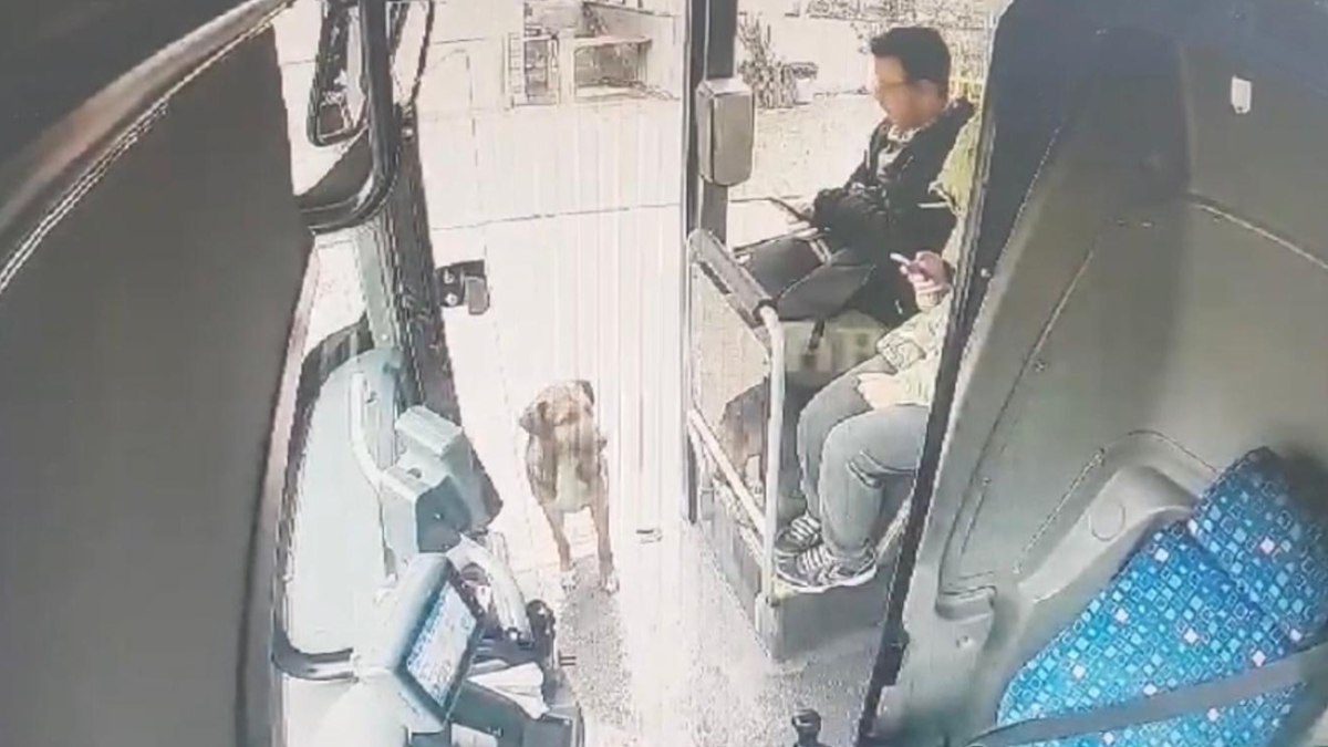 Karabük'te yağmurdan ıslanan köpek otobüse bindi