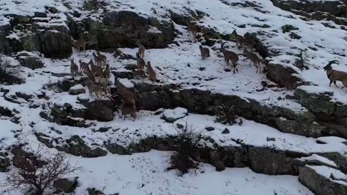 Bayburt Kop Dağı'nda dağ keçilerini görüntüledi