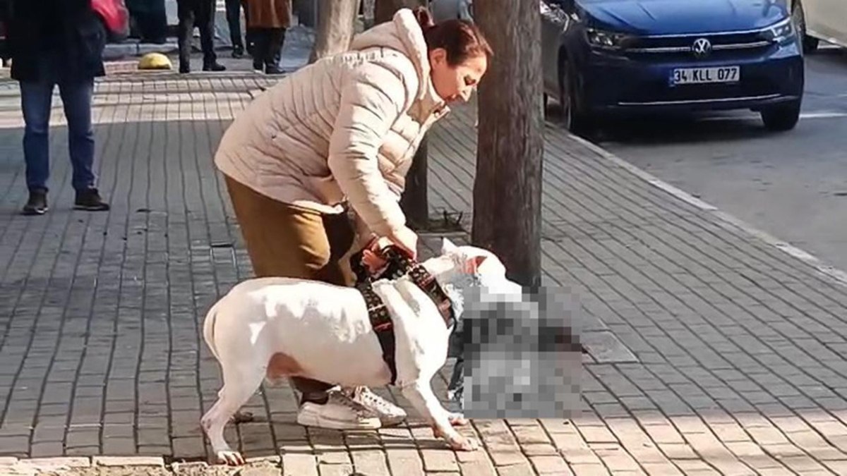 Avcılar'da sokak kedisini parçalayan pitbull köpeğin sahibi tutuklandı