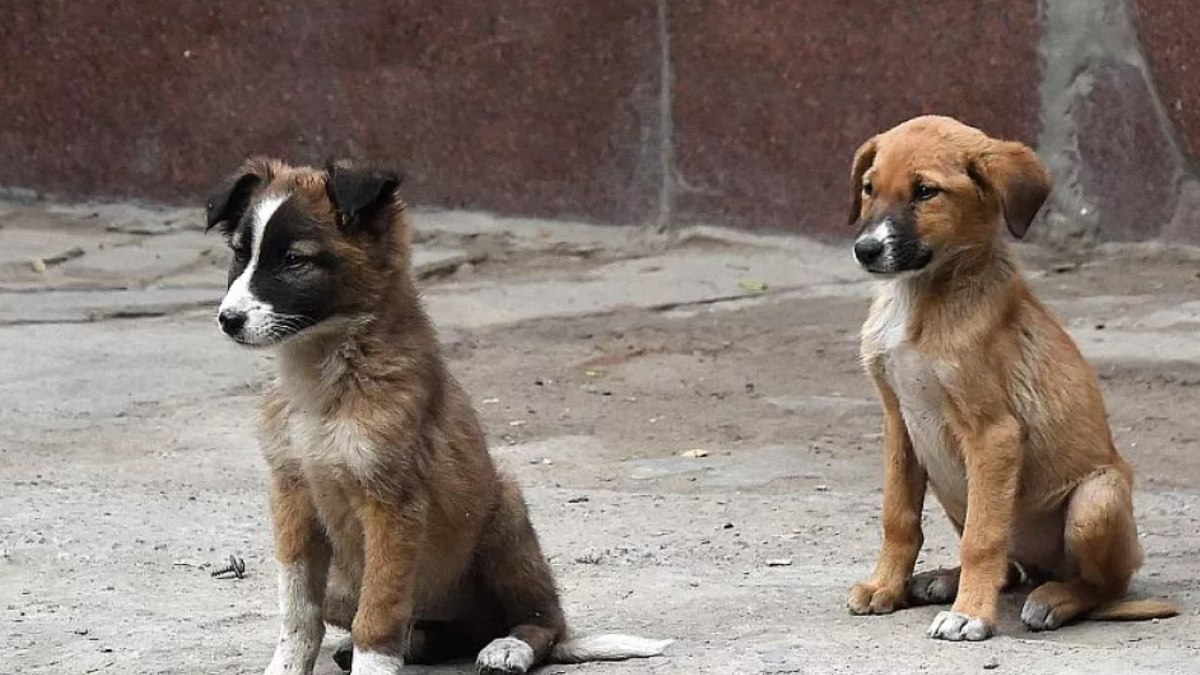 Köpeğin kuduz olup olmadığı nasıl anlaşılır? Köpeklerde kuduz belirtileri nelerdir?