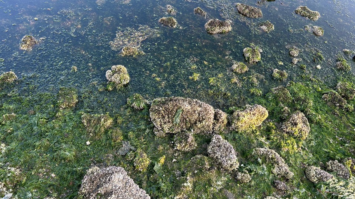 İzmir İnciraltı sahilinde deniz marulu alarmı