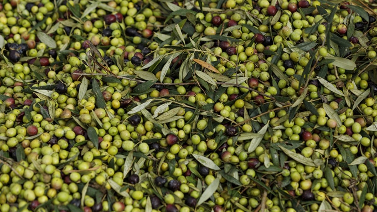 Türkiye'nin zeytin üretimi Cumhuriyet tarihi rekoru kırdı