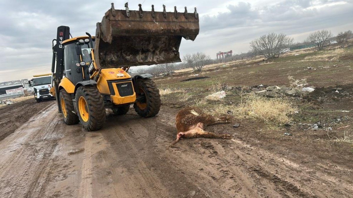 Şanlurfa'da şap hastalığı tehlikesi: Hayvan pazarı 15 gün süreyle kapatıldı