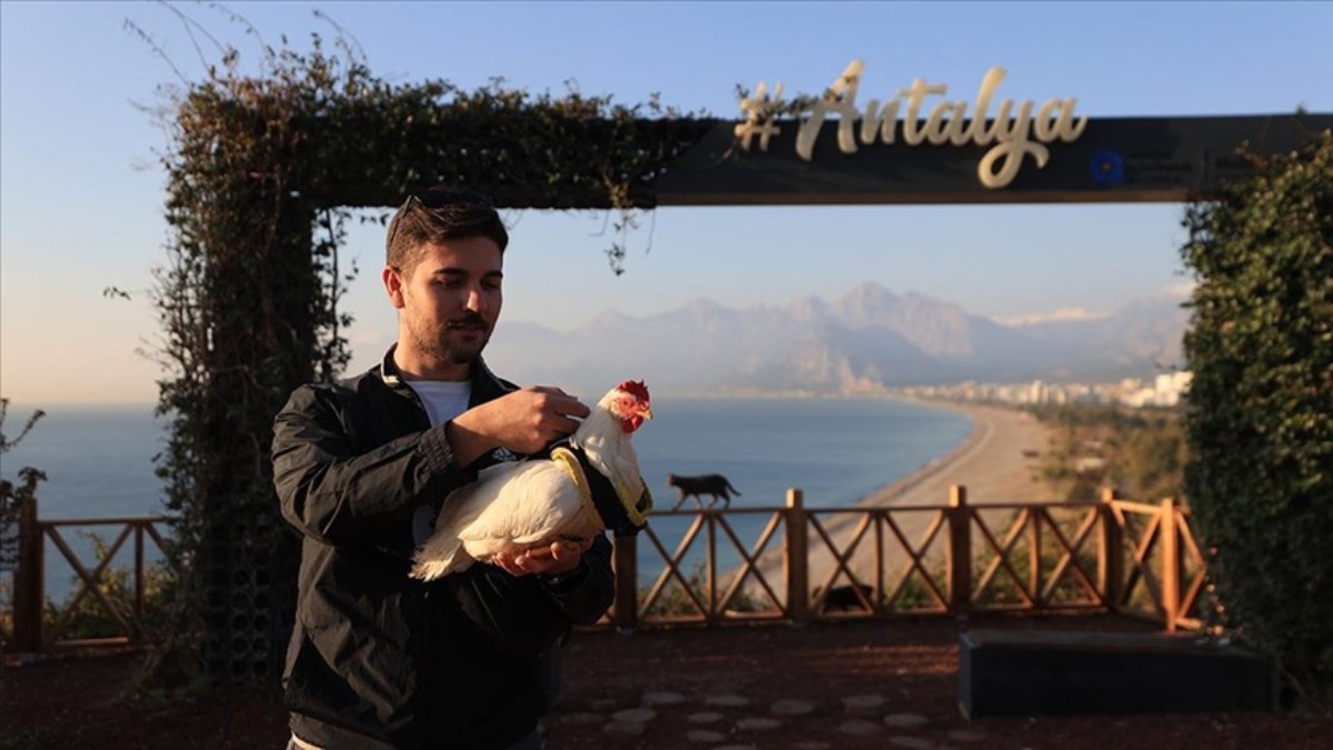 Antalya'da denizden kurtadığı tavuk 