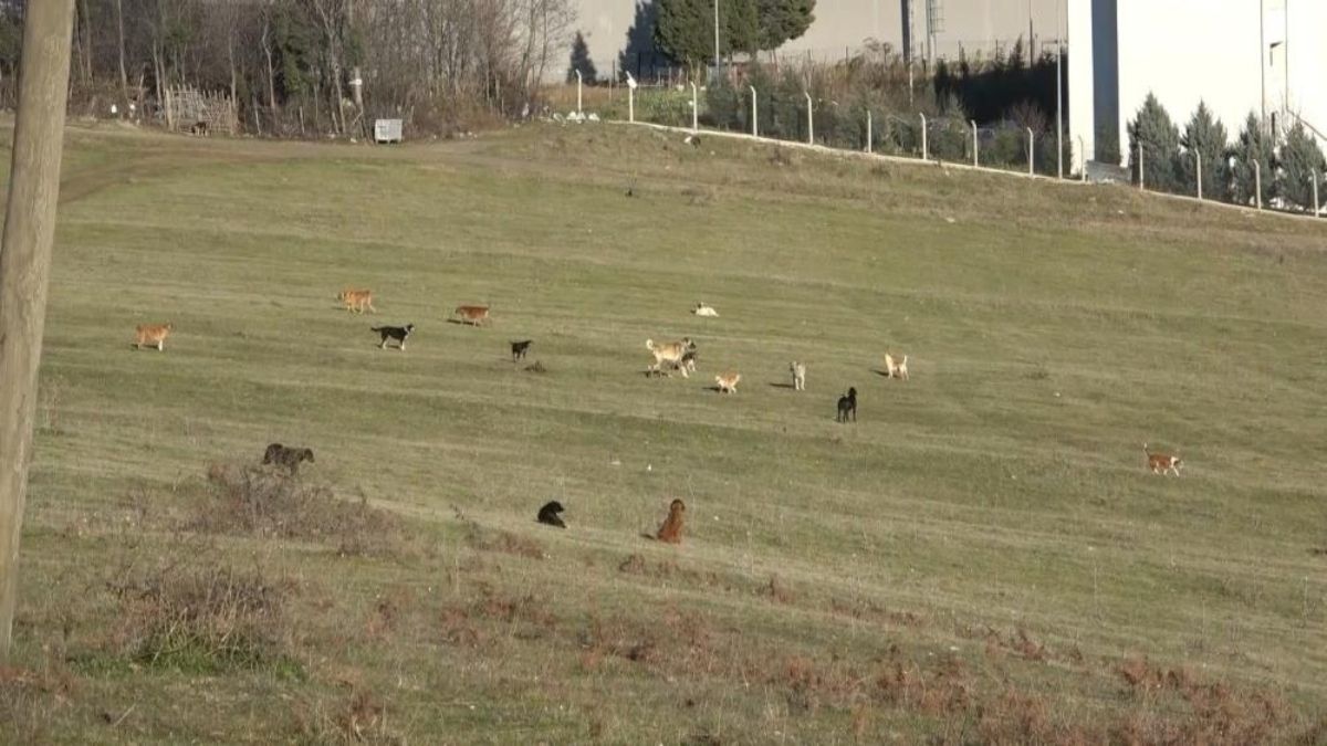Samsun'da kırsal mahalleleri sokak köpekleri istila etti
