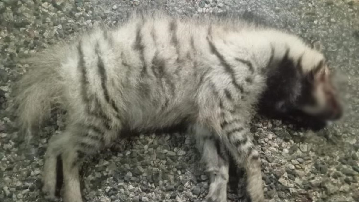 Adıyaman'da nesli tükenme tehlikesi altındaki çizgili sırtlan öldü