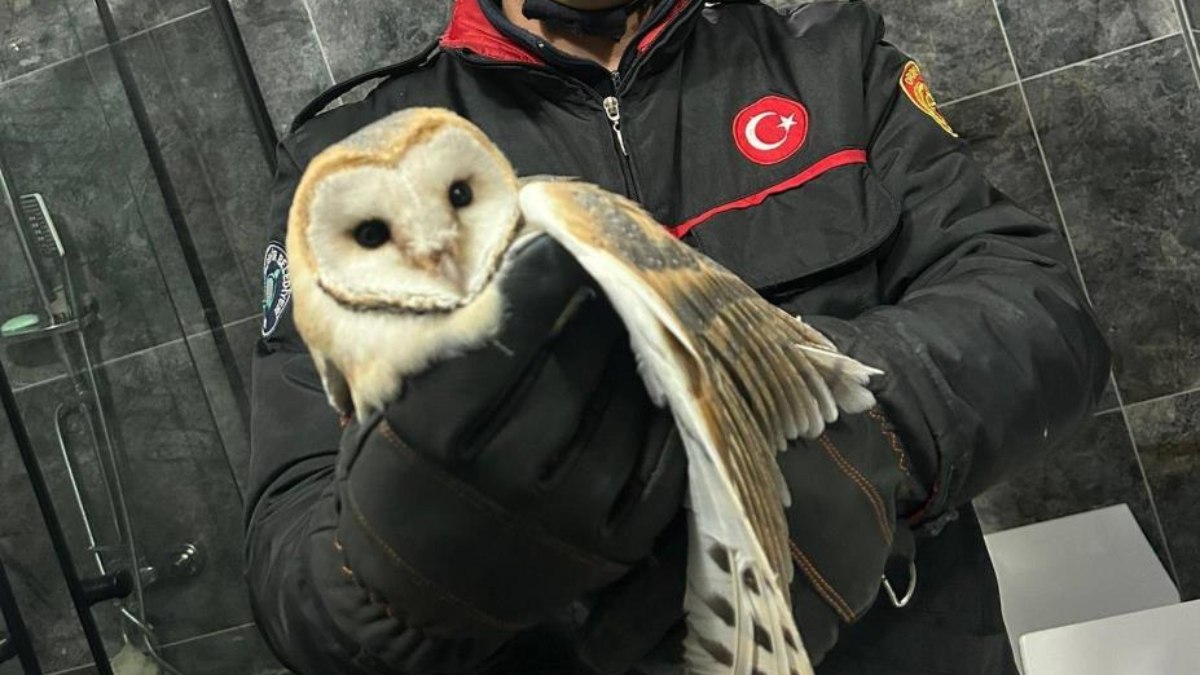 Ordu’da banyoda mahsur kalan baykuş kurtarıldı