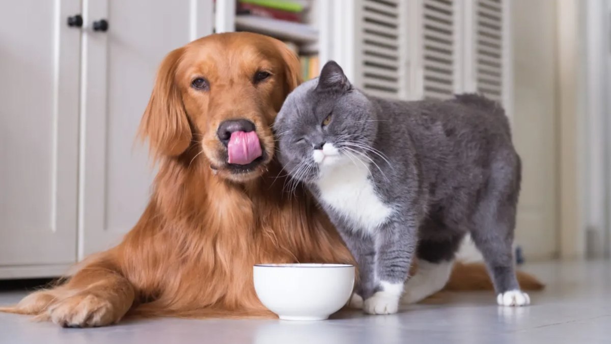 Kedi ve köpek bir arada yaşar mı? İşte yanıtı...