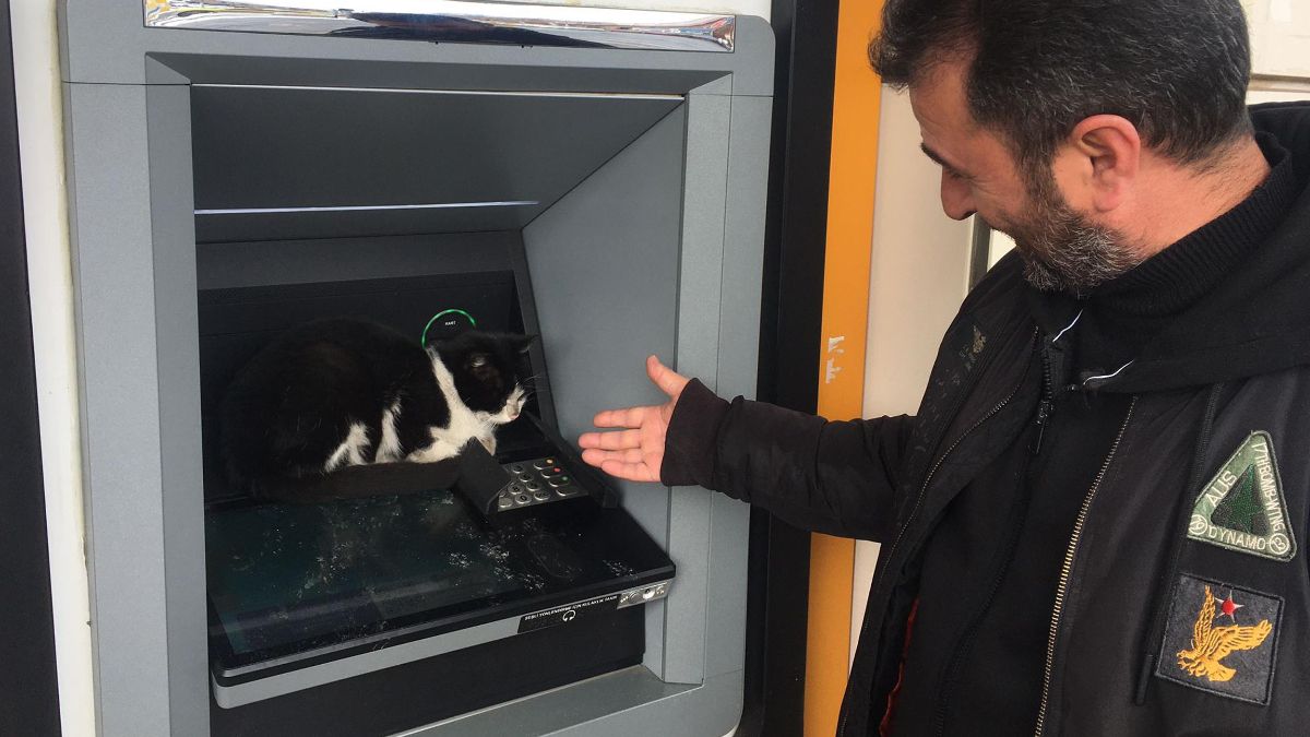 Ardahan'da soğukta ATM'ye sığınan kedi, vatandaşları bekletti