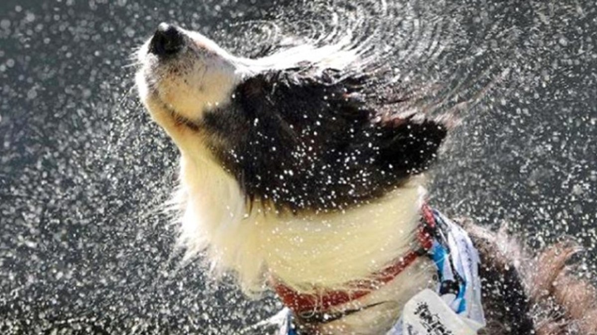 Köpeklerin sürekli silkelenmesinin sebebi bakın neymiş...